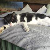 Foto de gato encontrado en Toulouse