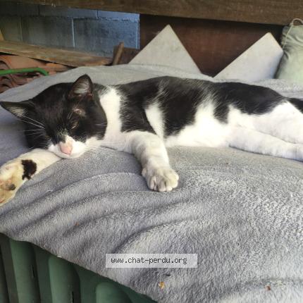 Foto 1/1 Gato encontrado Encontrado en Toulouse