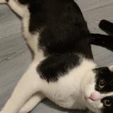 Foto del gato perdido en Billere