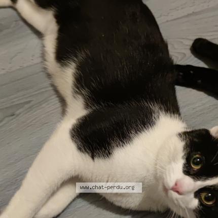 Foto 1/1 George Chat perdido en Billere