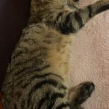 Foto del gato perdido en Vieux Moulins