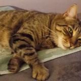 Foto del gato perdido en Marignane