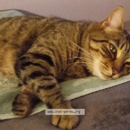 Foto 1/1 Loula Chat perdido en Marignane