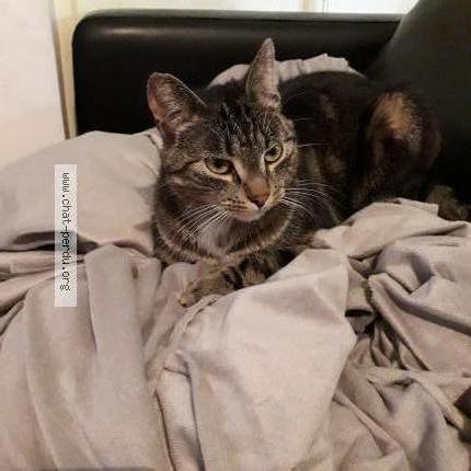 Foto 1/1 Hannibal Chat perdido en Saint sulpice le gueretois