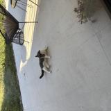 Foto de gato encontrado en Portet Sur Garonne