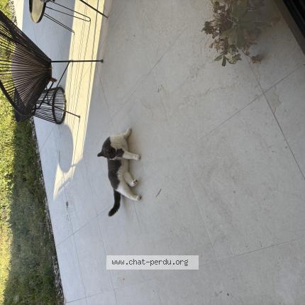 Foto 1/1 Gato encontrado Encontrado en Portet sur garonne