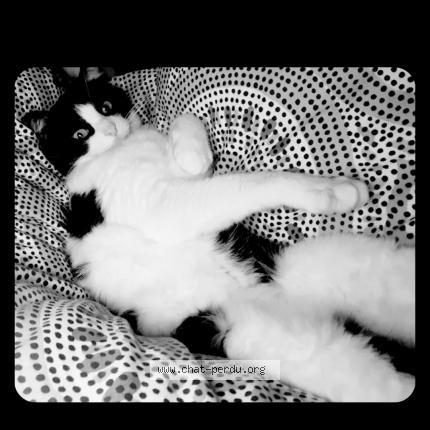 Foto 1/1 Mounette Chat perdido en Bonneville la louvet