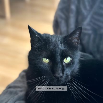 Foto 1/1 Wasabi Chat perdido en Merignac