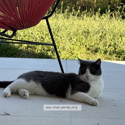 Foto 1/1 Gato encontrado Encontrado en Portet sur garonne
