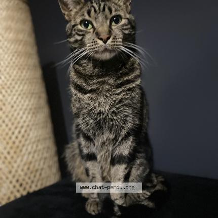 Foto 1/1 Tigrou Chat perdido en Nogent sur oise