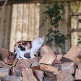 Foto del gato perdido en Palluau