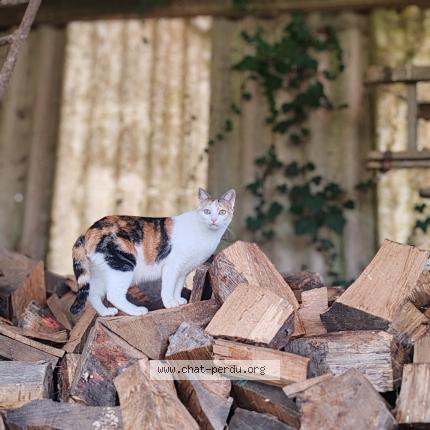 Foto 1/1 Chipounette Chat perdido en Palluau