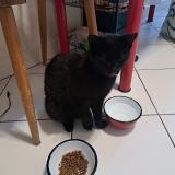 Foto de gato encontrado en Bagnolet