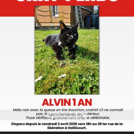 Foto 1/1 Alvin Chat perdido en Haillicourt