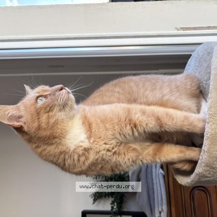 Foto 1/1 Shiva Chat perdido en La boissiere sur evre