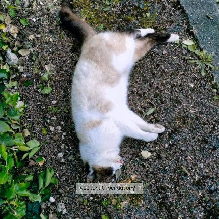 Foto 1/1 Gato encontrado Encontrado en La tremblade