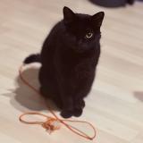 Foto del gato perdido en Bihorel