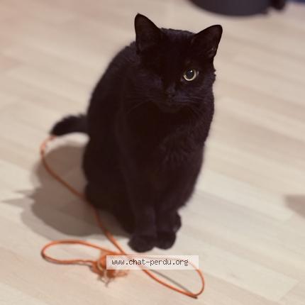 Foto 1/1 Oggy Chat perdido en Bihorel