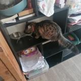 Foto del gato perdido en Rixhiem