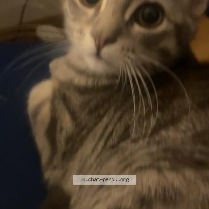 Foto 1/1 Scarlette Chat perdido en Vaienciennes