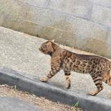 Foto de gato encontrado en Saint Medard En Jalles