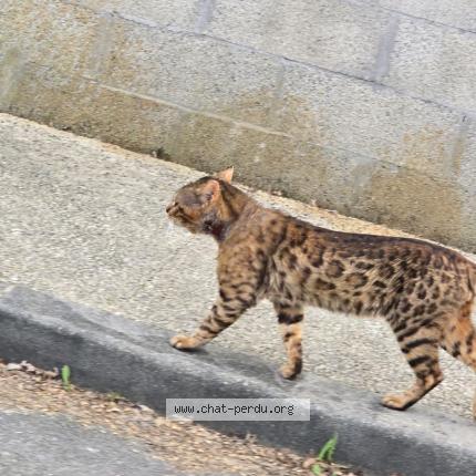 Foto 1/1 Gato encontrado Encontrado en Saint medard en jalles