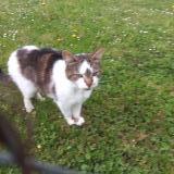 Foto de gato encontrado en Jouy En Josas