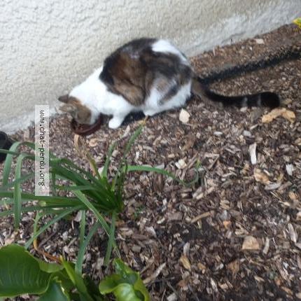 Foto 2/2 Gato encontrado Encontrado en Jouy en josas