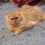 Foto del gato perdido en Nagpur