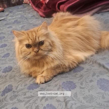 Foto 1/1 Bella Chat perdido en Nagpur