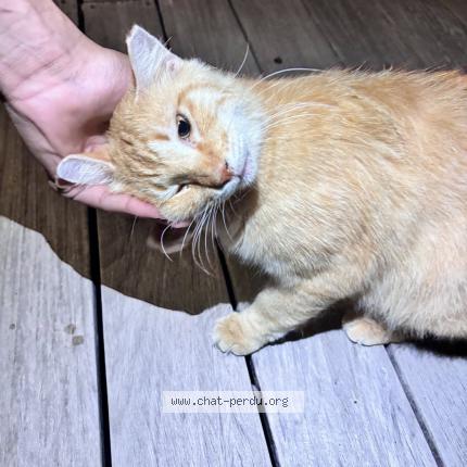 Foto 1/1 Gato encontrado Encontrado en Saint barthelemy
