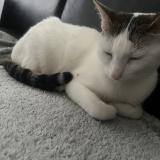 Foto del gato perdido en Sucy En Brie