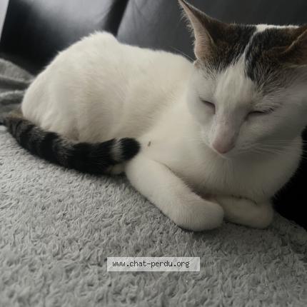 Foto 1/1 Felixia Chat perdido en Sucy en brie