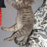 Foto del gato perdido en Nages Et Solorgues