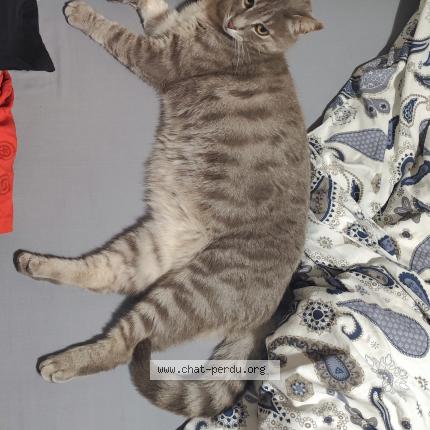 Foto 1/1 Kays Chat perdido en Nages et solorgues