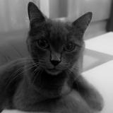 Foto del gato perdido en Manthelan