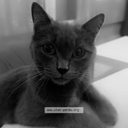 Foto 1/1 Joy Chat perdido en Manthelan