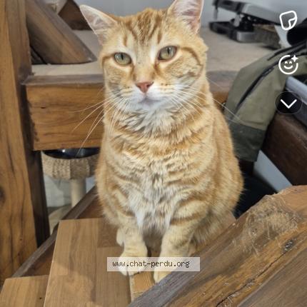 Foto 1/1 Mimine Chat perdido en Velles