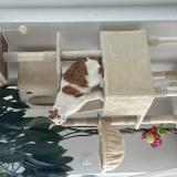 Foto del gato perdido en Vucherens