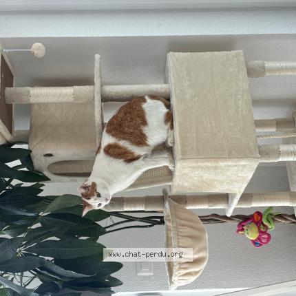 Foto 1/1 Spike Chat perdido en Vucherens