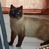 Foto de gato encontrado en Amanlis