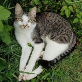 Foto del gato perdido en Carennac