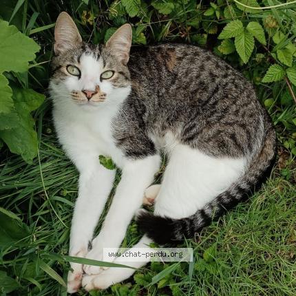 Foto 1/1 Sacha Chat perdido en Carennac