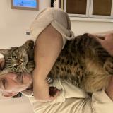 Foto del gato perdido en Cavaillon