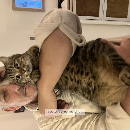 Foto 1/1 Boulette Chat perdido en Cavaillon