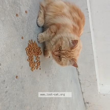 Foto 1/1 Gato encontrado Encontrado en Jammu