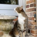 Foto del gato perdido en Sens