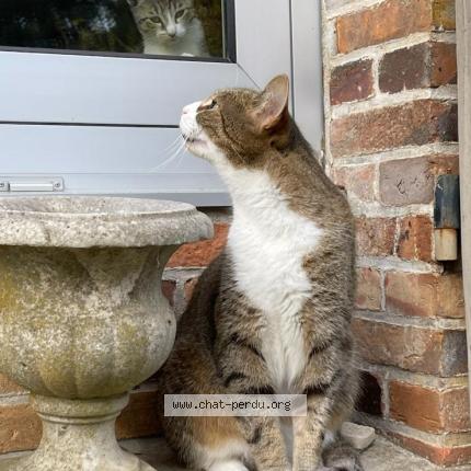 Foto 1/1 Chabo Chat perdido en Sens