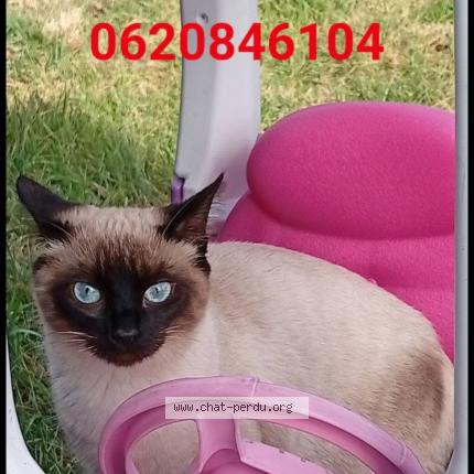 Foto 1/1 Alba Chat perdido en Bouc bel air