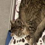 Foto del gato perdido en Montpellier